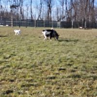 Whitpain Dog Park (member required) ico