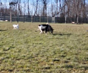 Whitpain Dog Park (member required)