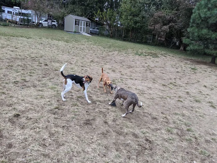 Roxborough Dog Park 1