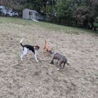 Roxborough Dog Park ico