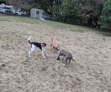 Roxborough Dog Park