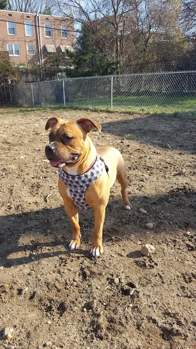Roxborough Dog Park 8