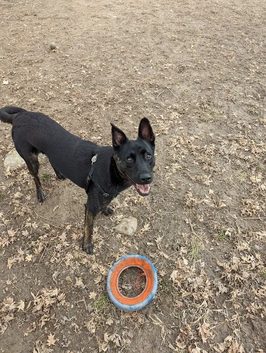Roxborough Dog Park 2