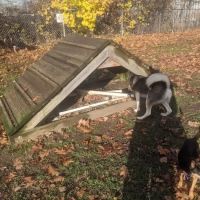 Candlewoof Dog Park ico