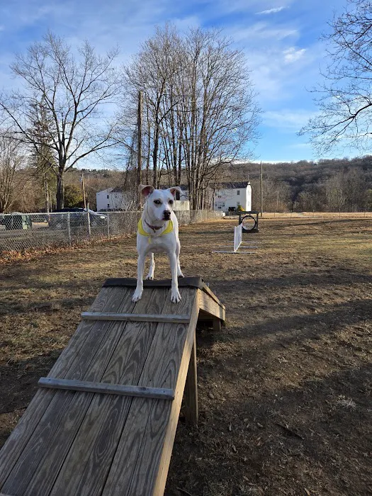 Candlewoof Dog Park 5