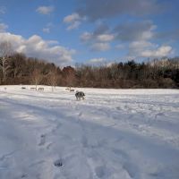 Southbury Dog Park ico