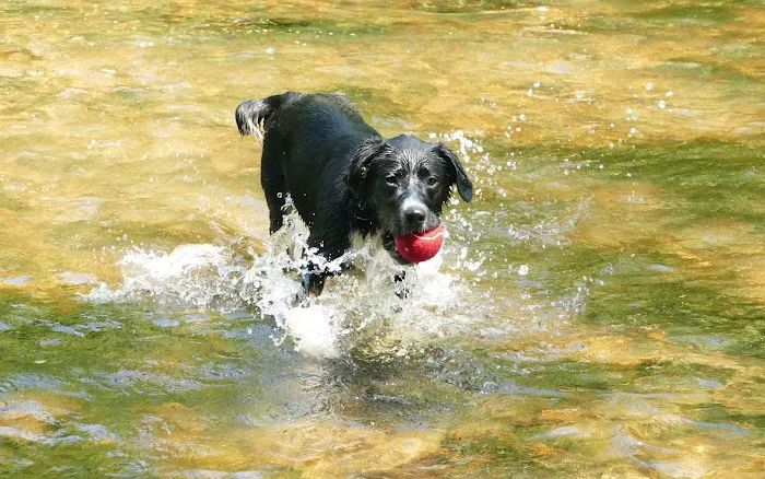 Southbury Dog Park 4