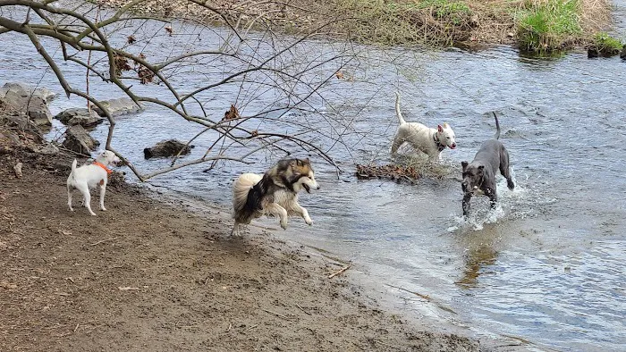 Southbury Dog Park 9