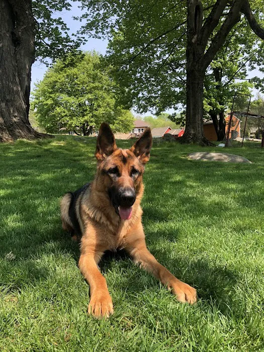 Southbury Dog Park 7