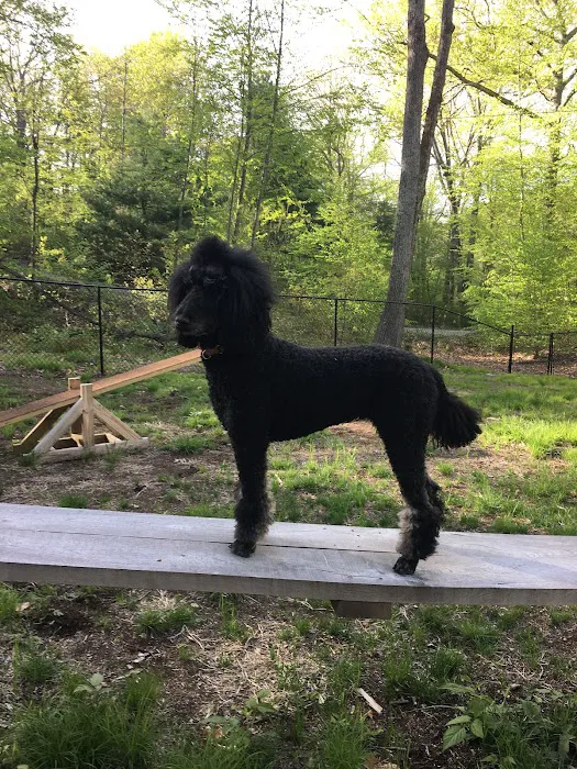 Downback Dog Park ( Members only by appointment! ) 2