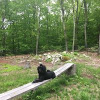 Downback Dog Park ( Members only by appointment! ) ico