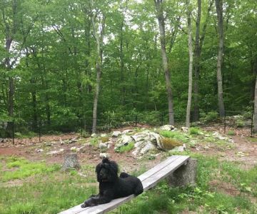 Downback Dog Park ( Members only by appointment! )