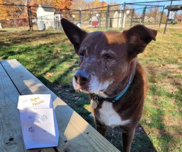 Andrew Mountain Park - Naugatuck Dog Park & Disk Golf Course