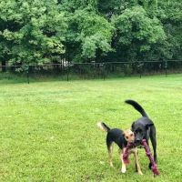 Friends of Beacon Dog Park ico