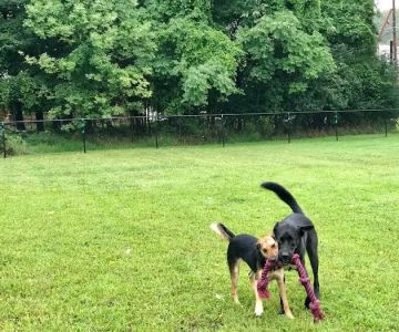 Friends of Beacon Dog Park