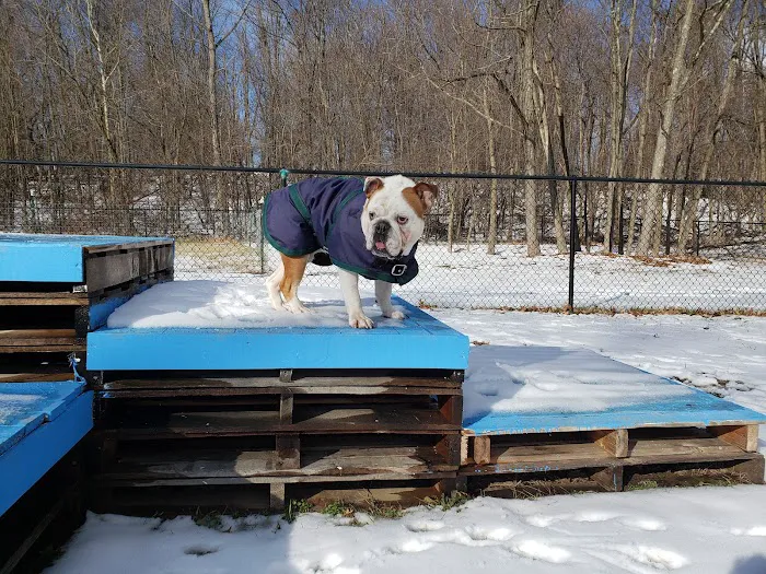 Friends of Beacon Dog Park 5