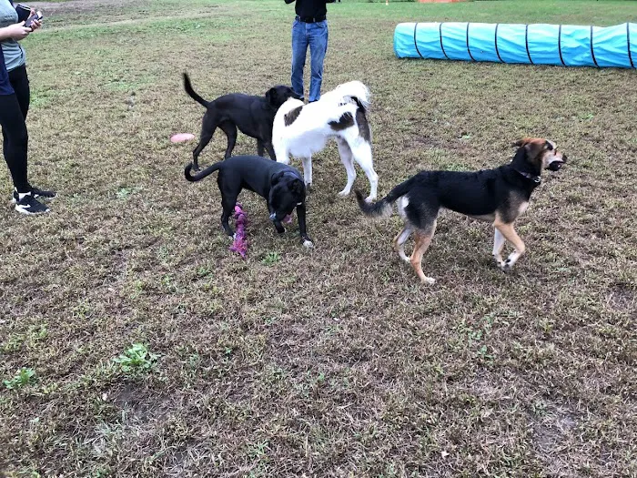 Friends of Beacon Dog Park 2