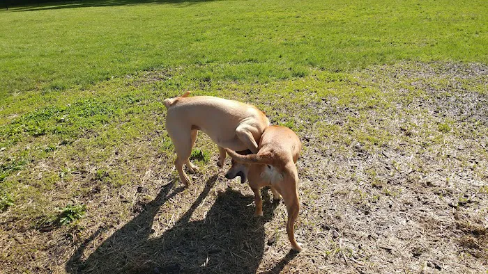 Friends of Beacon Dog Park 8