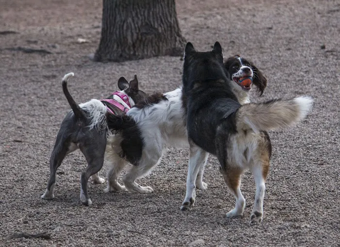 Union Street Dog Park 3