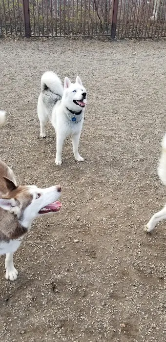 Union Street Dog Park 6