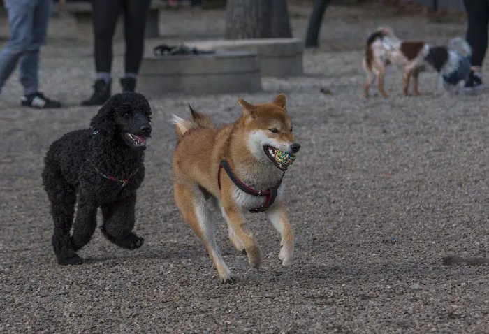 Union Street Dog Park 5