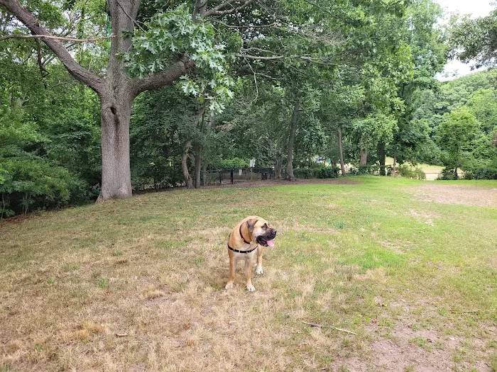 Dog Park 4