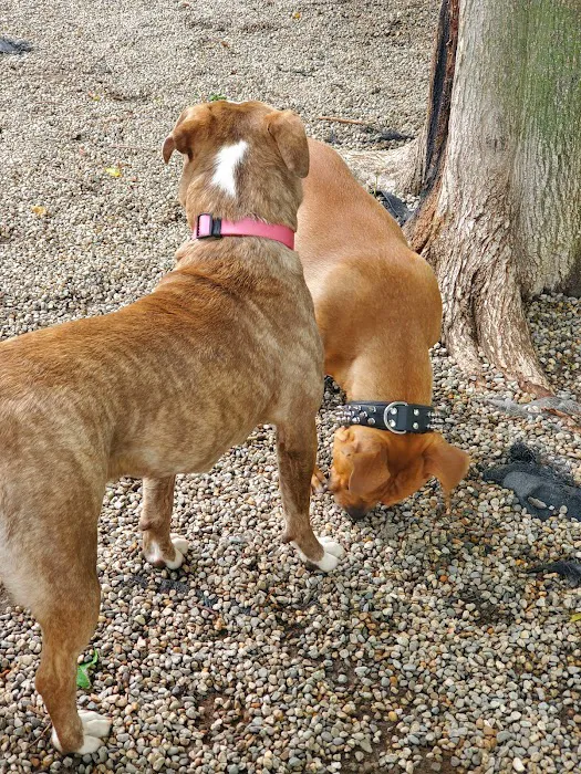 East Rock Dog Park 5