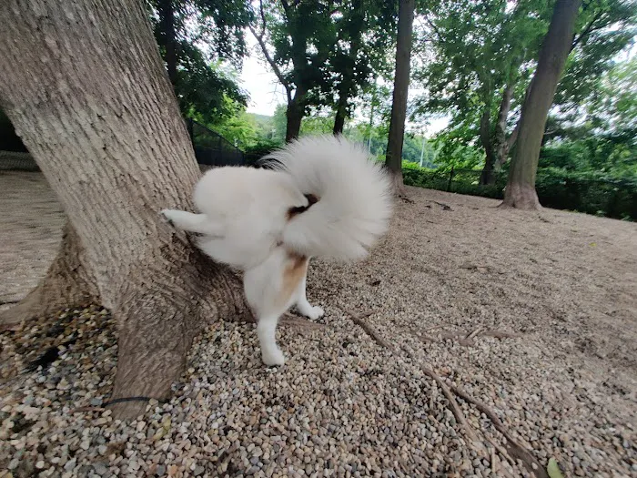 East Rock Dog Park 3