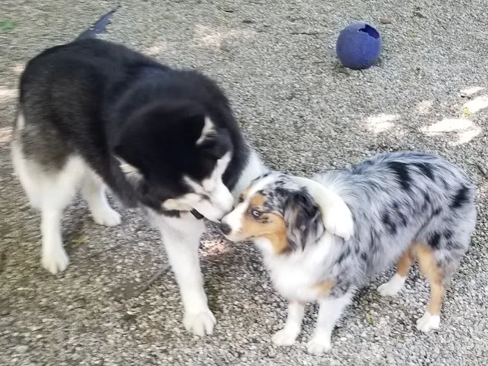 East Rock Dog Park 10