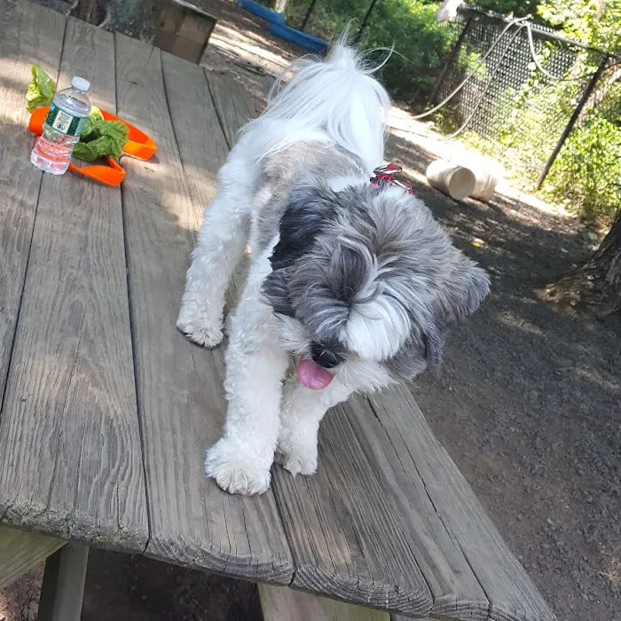 Hamden Dog Park 6