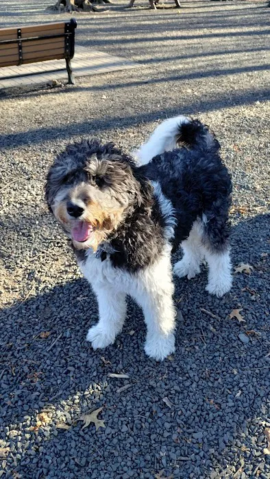 Hamden Dog Park 4