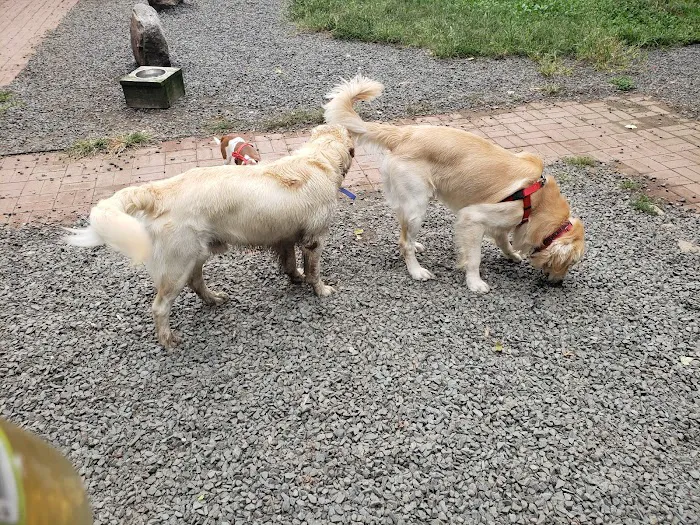 Hamden Dog Park 10