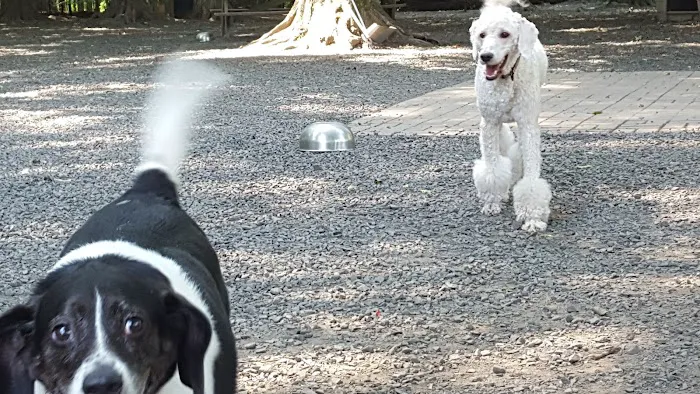 Hamden Dog Park 3