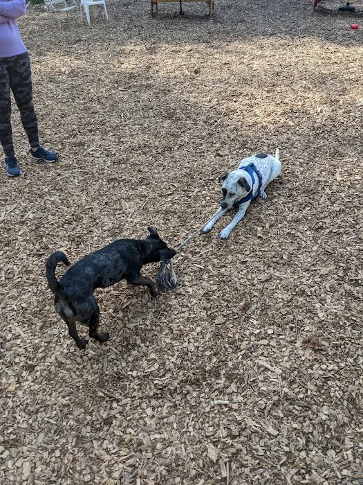 Short Beach Dog Park 6