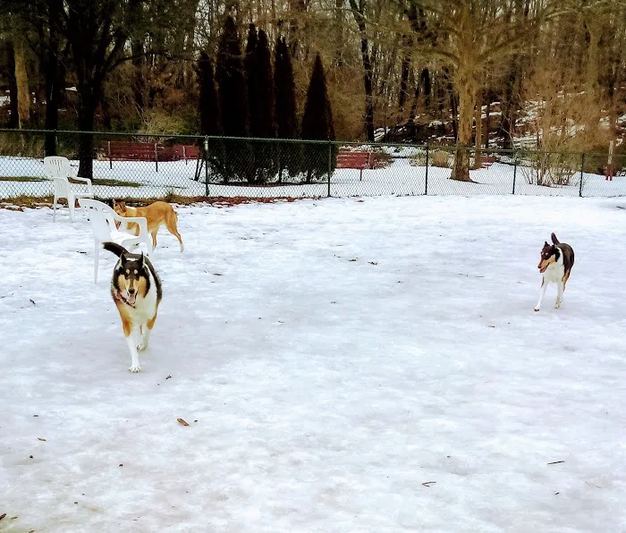 Short Beach Dog Park 3