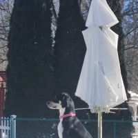 Short Beach Dog Park ico
