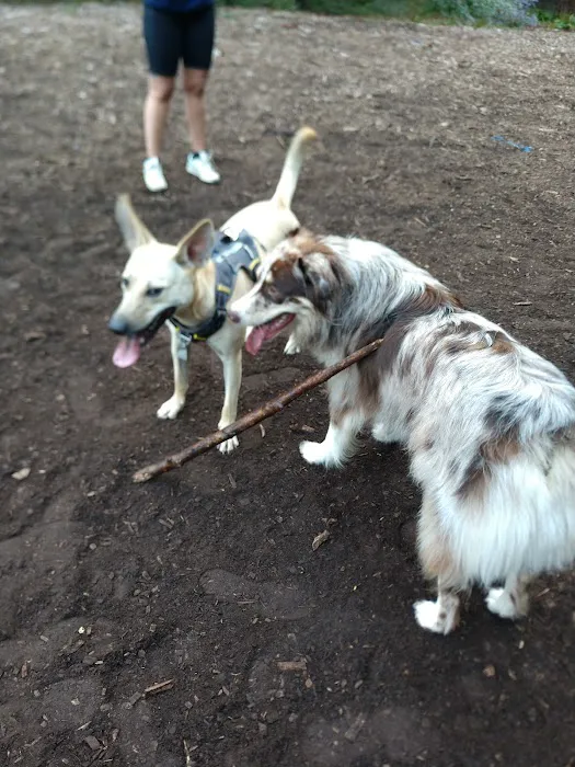 Short Beach Dog Park 10