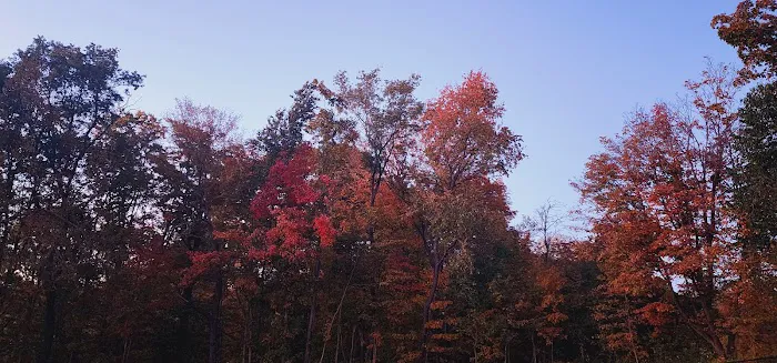 Northford Dog Park 8