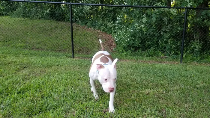 Northford Dog Park 1