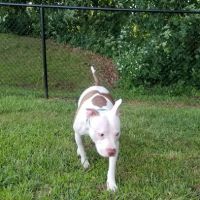 Northford Dog Park ico