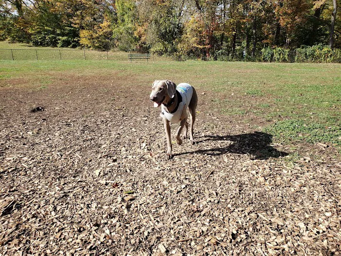 Northford Dog Park 7