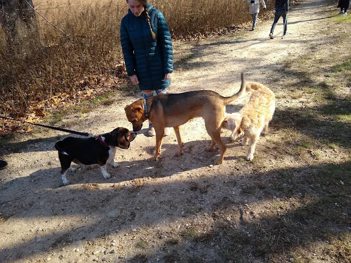 Springs Park Dog Park 10