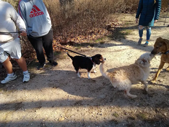 Springs Park Dog Park 5