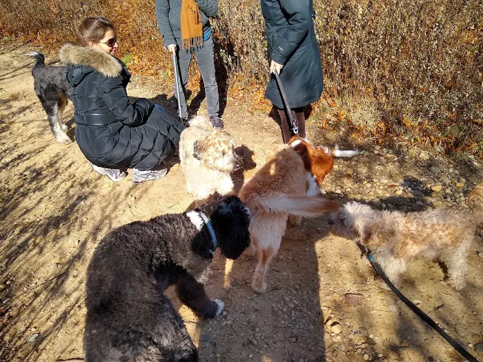Springs Park Dog Park 4