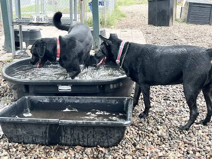 Bailey’s Dog Park 4