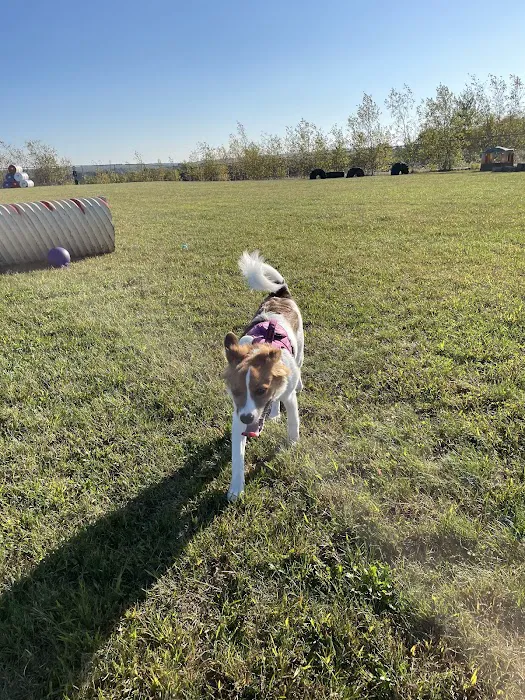 Bailey’s Dog Park 2