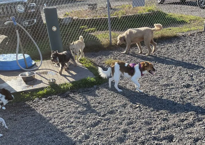 Bailey’s Dog Park 6