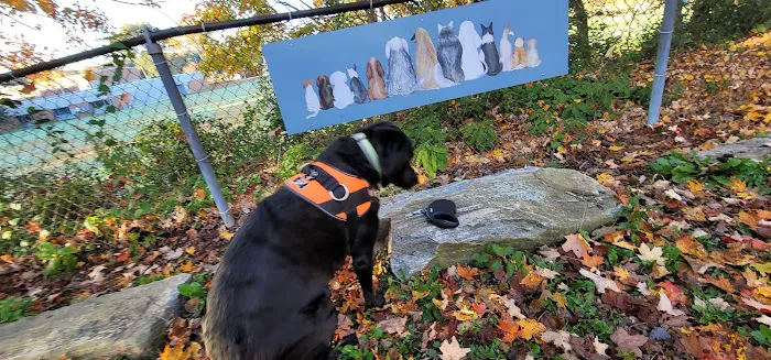 Bailey’s Dog Park 3