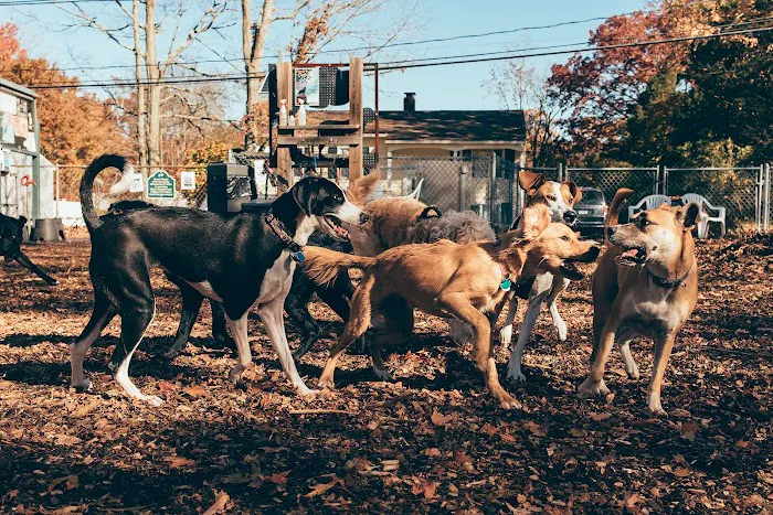 Bailey’s Dog Park 10