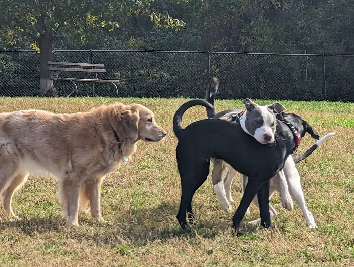 Bailey’s Dog Park 9